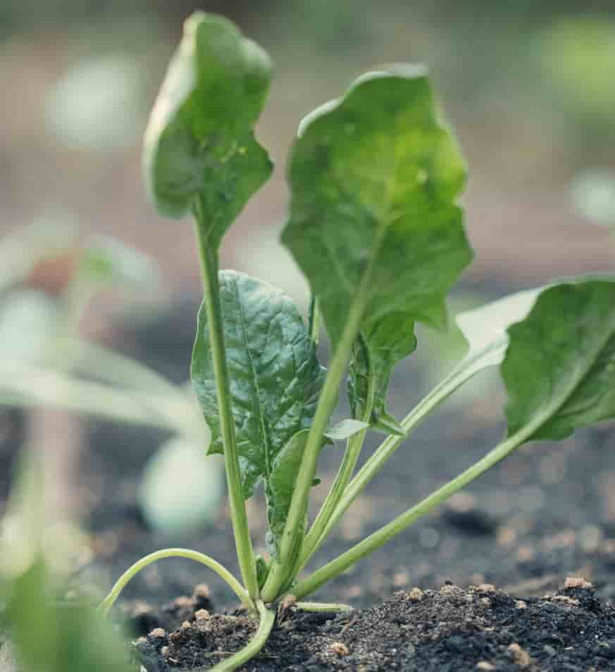 ほうれん草