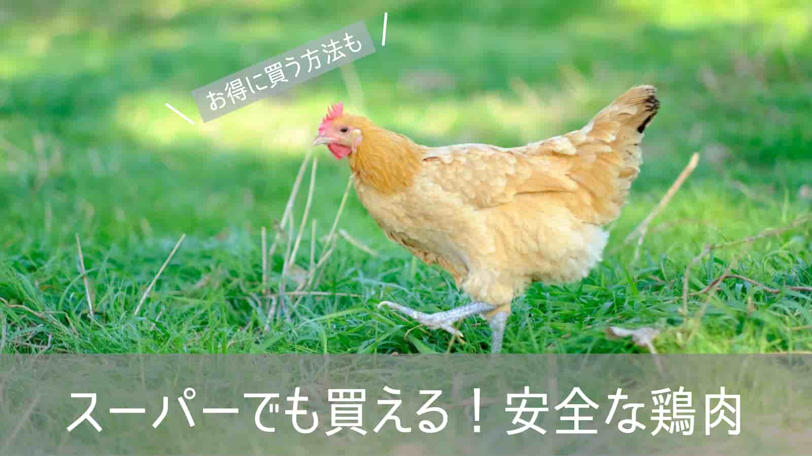 safety-chicken